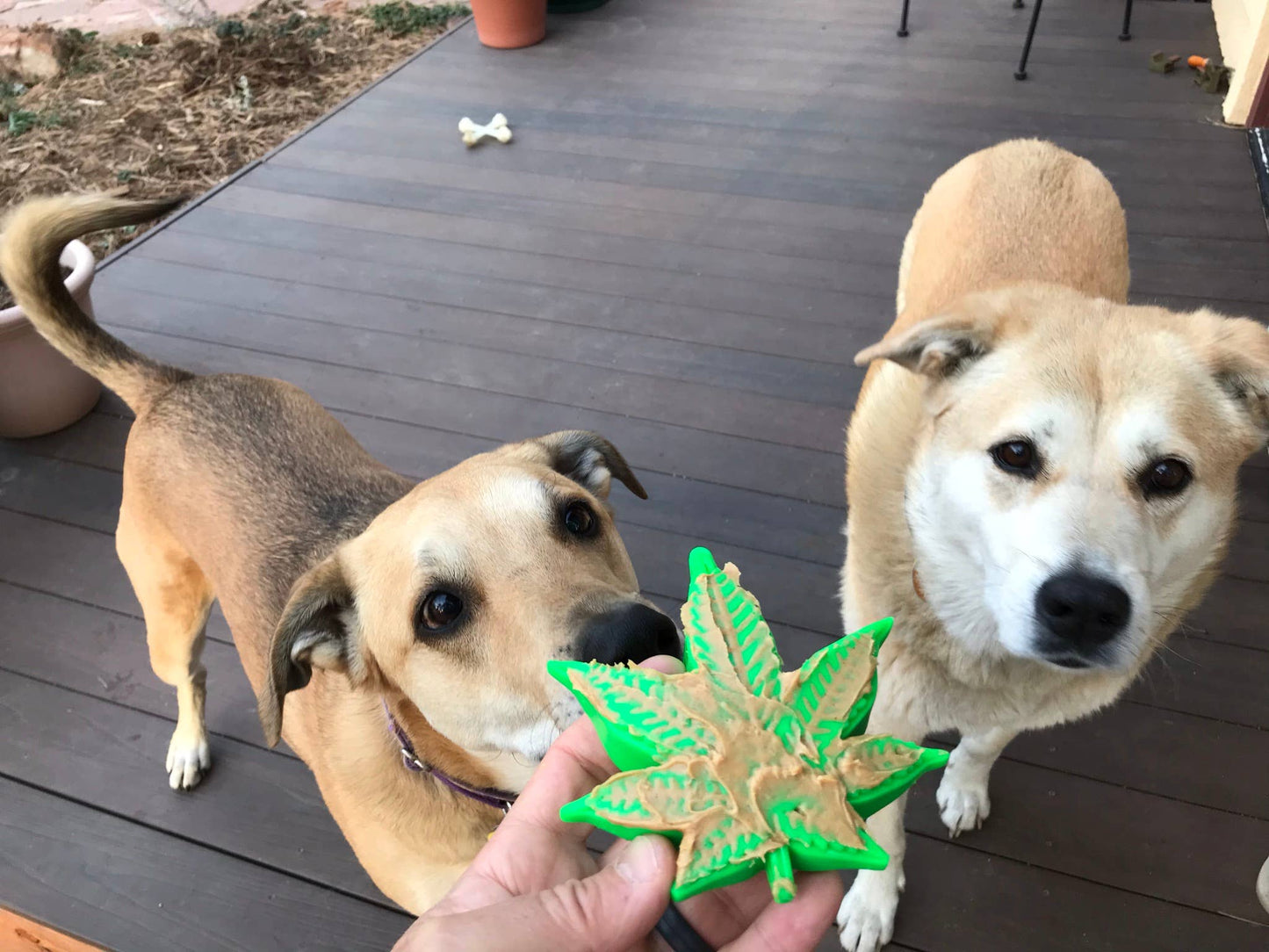 Colorado Jouet à mâcher en nylon durable pour chien « Maple Leaf »