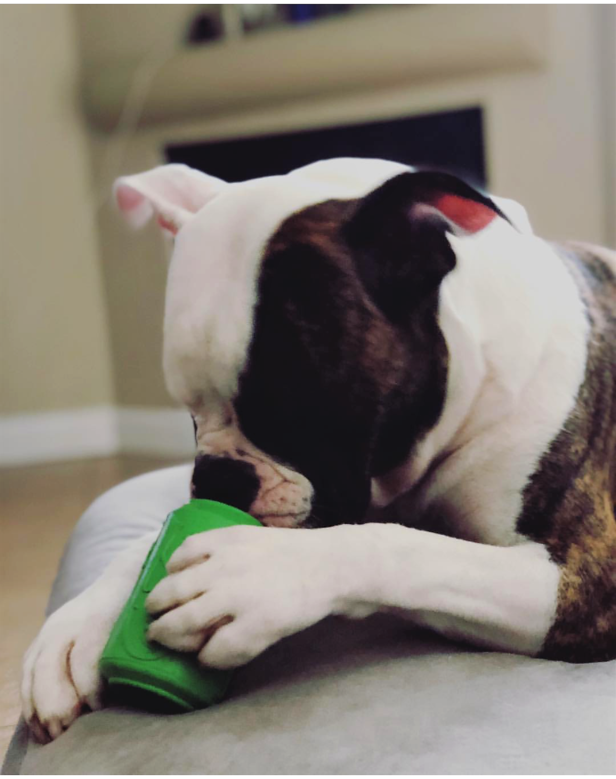 SP Can Toy - Jouet à mâcher - Distributeur-Multiple taille/couleur: Vert / Moyenne