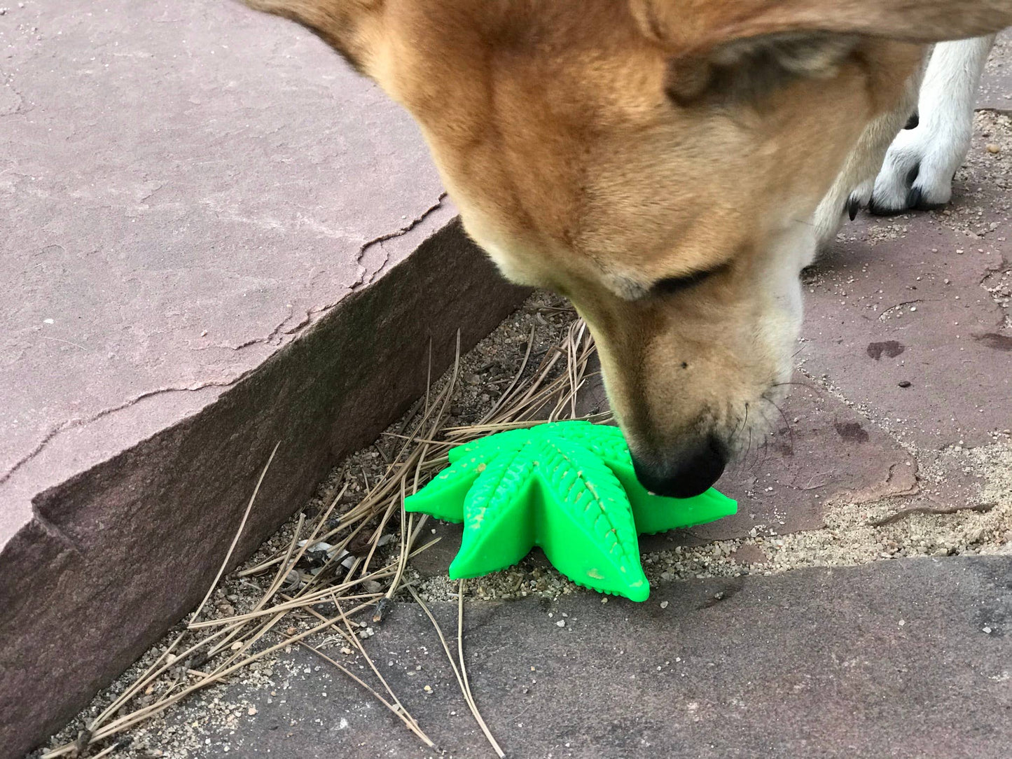 Colorado Jouet à mâcher en nylon durable pour chien « Maple Leaf »