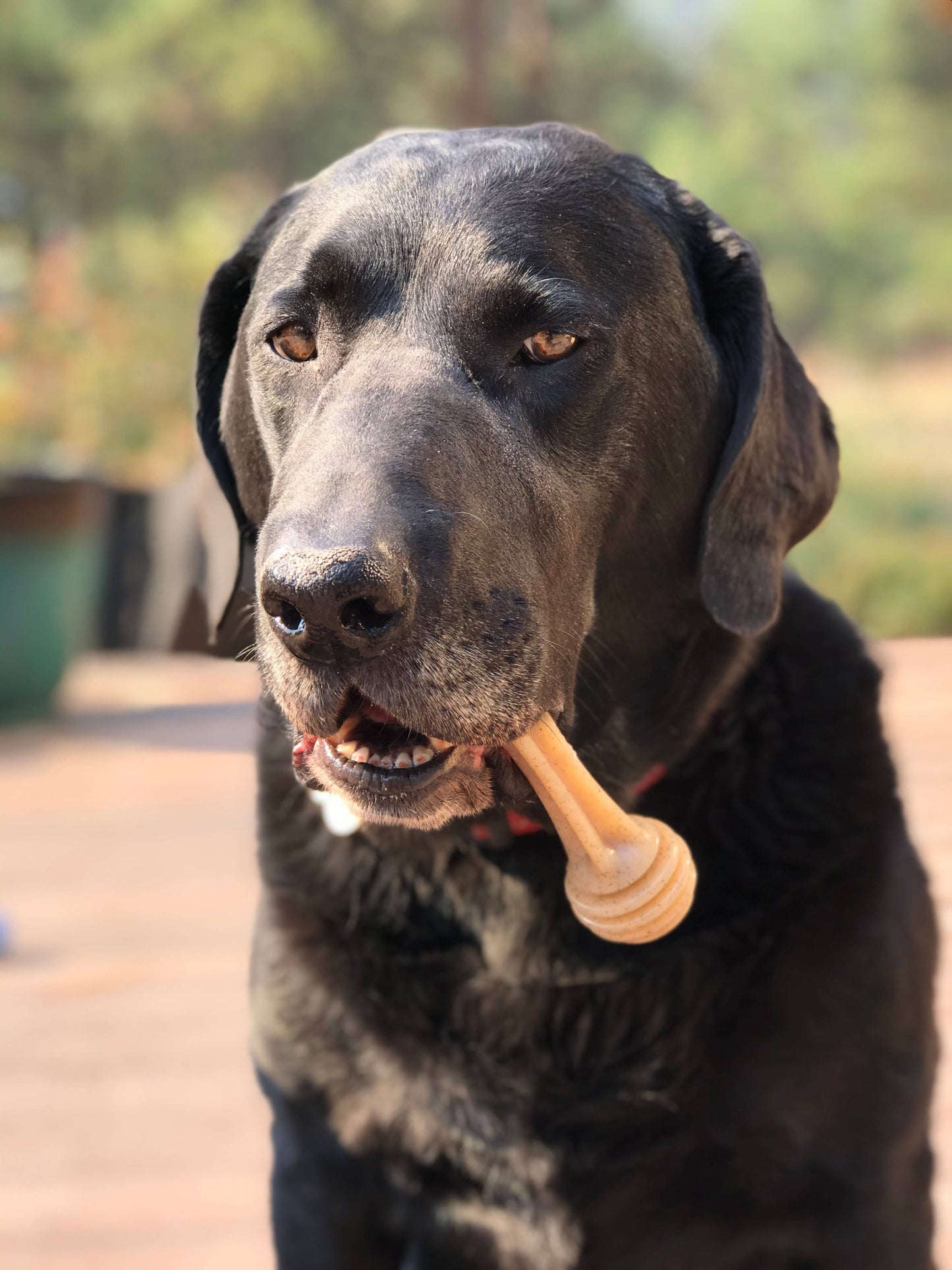 Os à mâcher en nylon Honey Bone pour chiens: XL