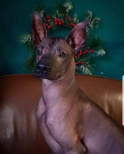 Shampoing Antigrat' - COSMOS ORGANIC Cértifié par Cosmécert